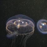 2015-10-03-WhaleWatch-064-LongBeachAquarium-combjellies-sm