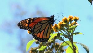 Monarch butterfly on flower