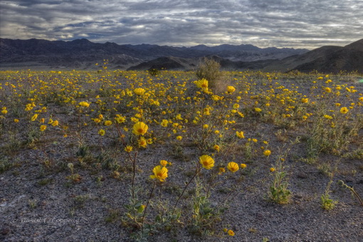 Desert gold sunflowers (Garaea canascens) proliferating in Death Valley, Feb 17, 2016