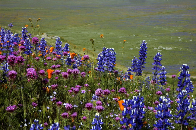 Blue lupines are legumes that fix nitrogen in the soil. Photo by David Coppedge.