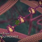 Nucleus-DNA-RNApolymerase-IllustraOrigin