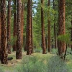 pine-forest-icon