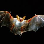 bat-tn