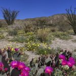 Cacti-wildflowers-AnzaBorrego-2017-DFC-web