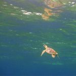 LW-seaTurtle-hatchling-open-ocean-sunlit-web