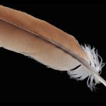 Red-tailed-hawk-single-feather-sm