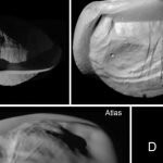 Saturn's Ring Moons Collect Ring Dust