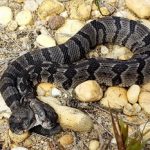 Two-Headed-Rattlesnake-AP-ico
