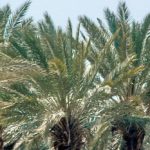DatePalms-Israel-JordanRift-DFC-ico