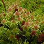 Sphagnum_cuspidatum_Wikipedia-moss