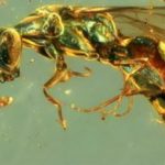 wasp-amber-NIGPAS