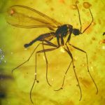 mosquito-in-amber
