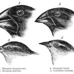 DarwinsFinches-bw