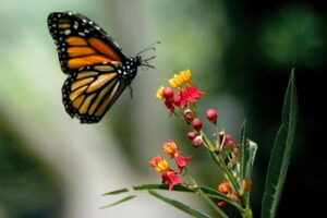 Butterfly Evolution Hatches Magical Story