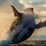 Whale-of-a-Story-humpback-breach