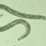 HookwormLarva-WikiCommons