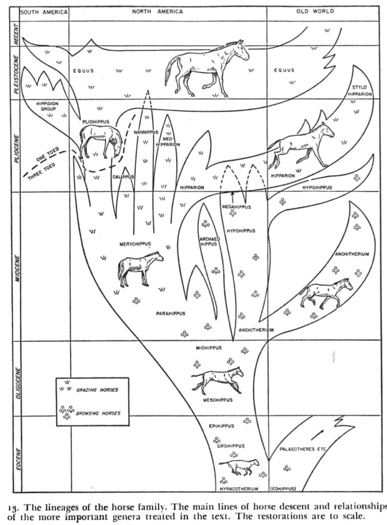 Do Horse Toes Support Evolution? – CEH