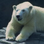 6015-CorelProPhotos-WildAnimals-PolarBear-crop
