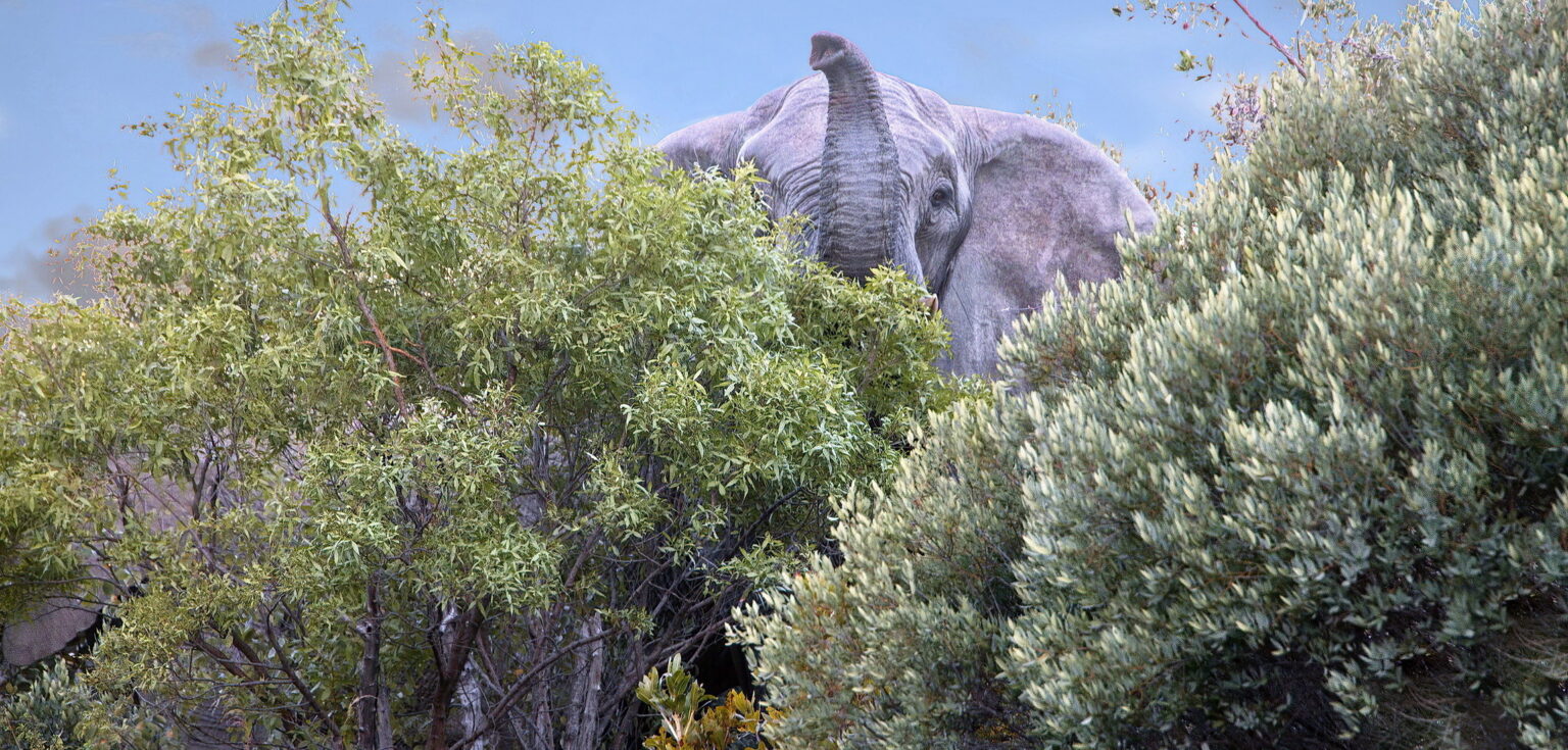 Entabeni Elephants Know Medicinal Plants – CEH
