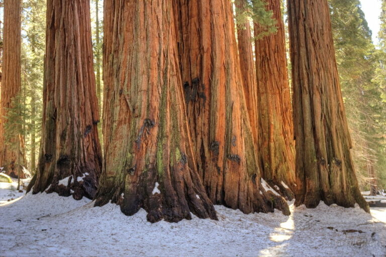 Giant Sequoias Growing Tall in England CEH