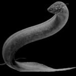 South American lungfish
