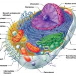 Cell-basic-parts-eukaryote