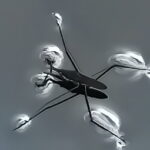 waterstrider-DFC-1994-tn-DeNoiseAI-standard