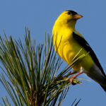 JennyWise-Goldfinch