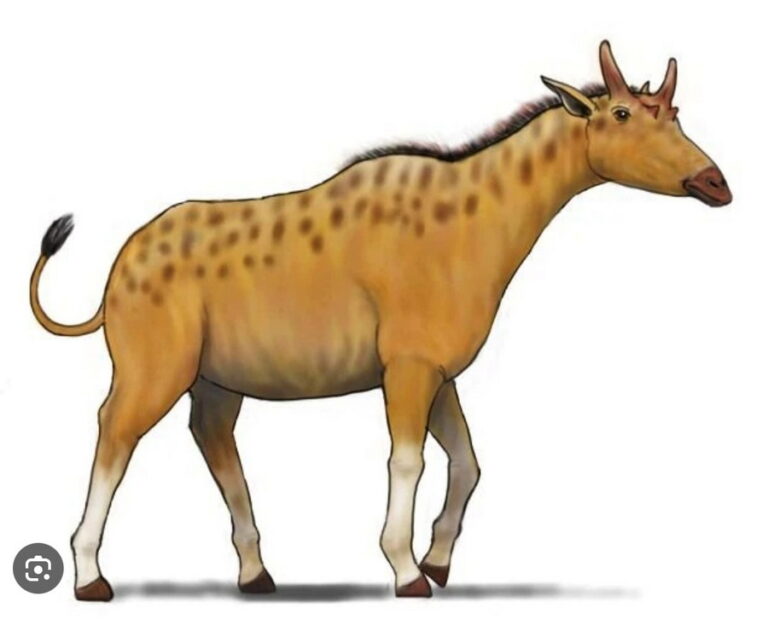 The Okapi Is Not a Giraffe Intermediate – CEH