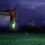 FantasticFireflies-animation2_tn