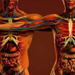 male-female-anatomy-tn