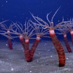 medusazoan-jellyfishRelative-fossils-Quebec-tn