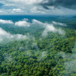 AmazonRainforest-fromAirplane-FreePik