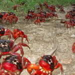 Christmas_Island_Crabs_on_annual_migration-sm