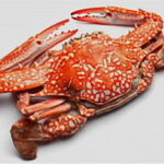 DD-arthropod-crab_resize