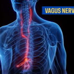 VagusNerve-label-position
