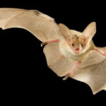 Bat-in-flight-WikimediaCommons