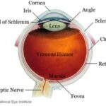 HumanBody-eye-SchlemmsCanal-NatlEyeInstitute